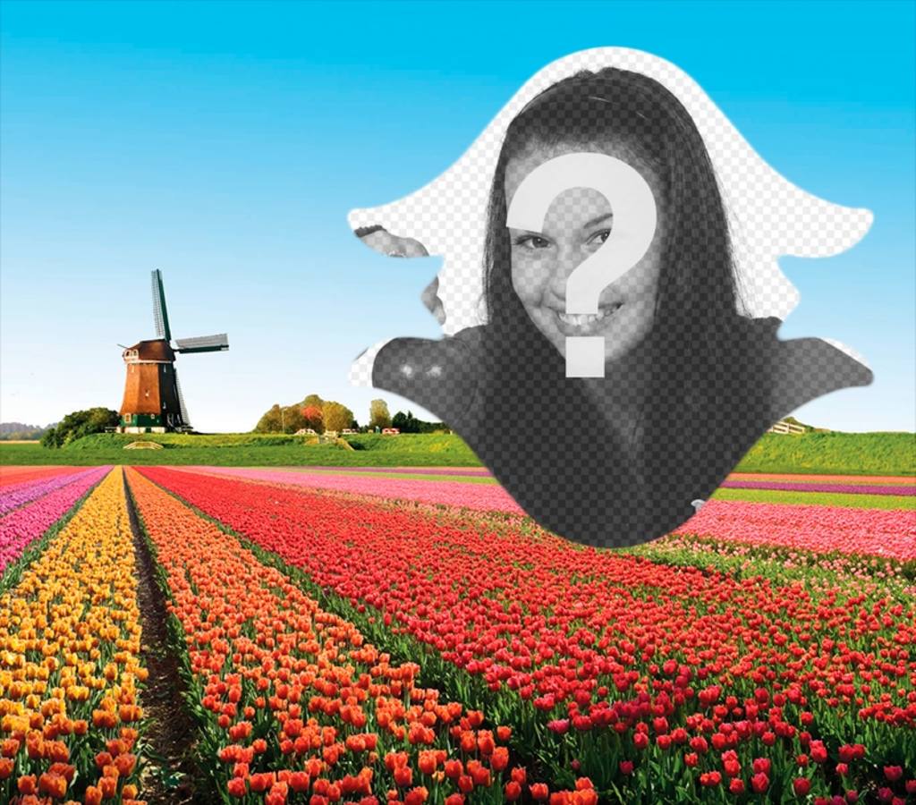 Cartão postal da Holanda com tulipas ..