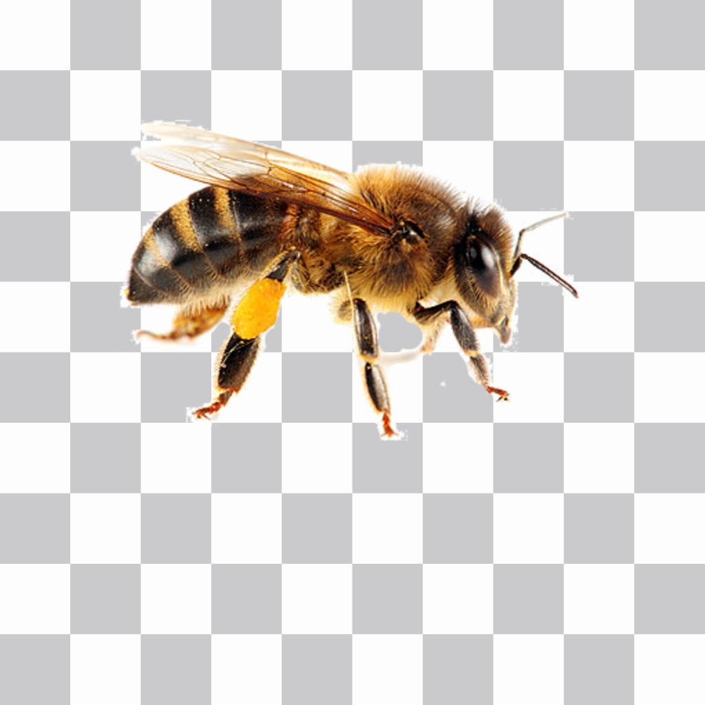Uma etiqueta abelha que você pode colocar em suas fotos muito facilmente ..