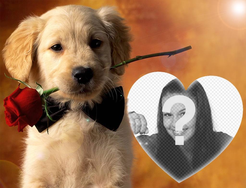 Envie sua foto para o efeito com um cão gentil e uma rosa ..