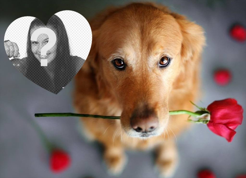 efeito romântico foto com um cão e uma rosa para adicionar sua foto ..
