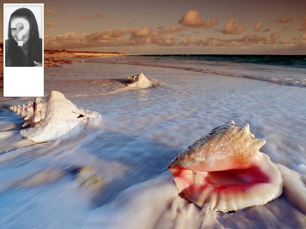 Fundo para a sua conta do twitter de conchas na praia. Você pode colocar sua foto ao..